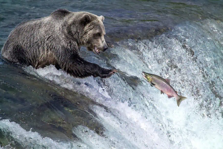 Top Wildlife Destinations - Katmai National Park