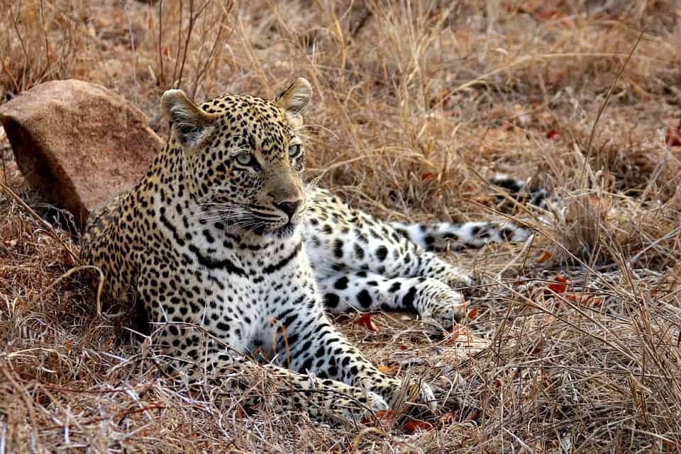 Top Wildlife Destinations - Kruger National Park