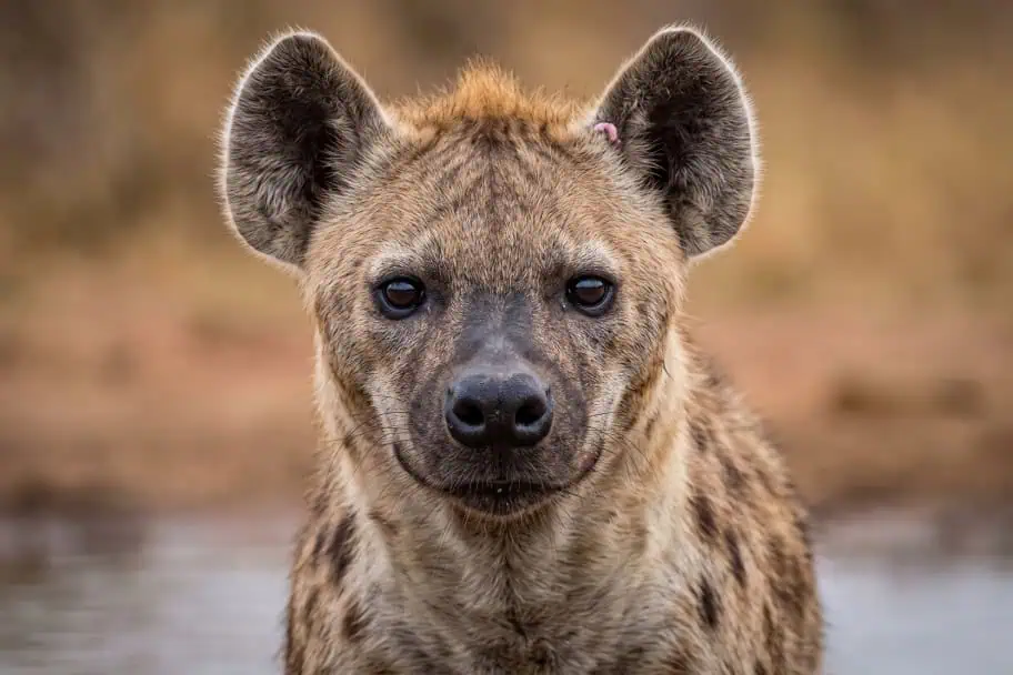 Top Wildlife Destinations - Mana Pools