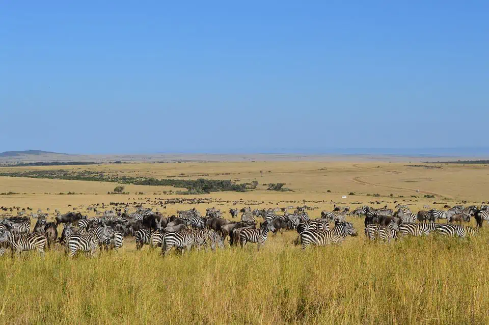 Top Wildlife Destinations - Masai Mara National Reserve