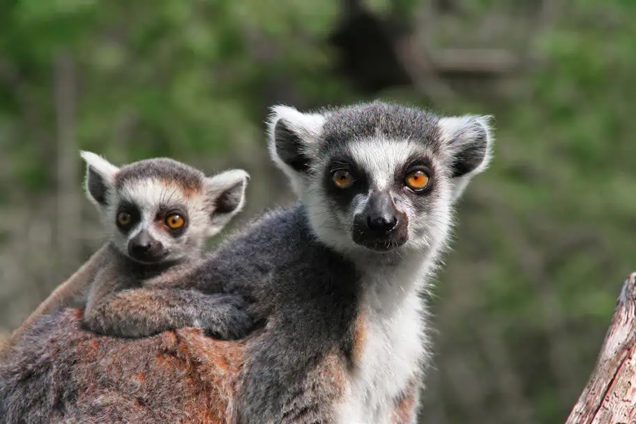 Top Wildlife Destinations - Rainforests of the Atsinanana