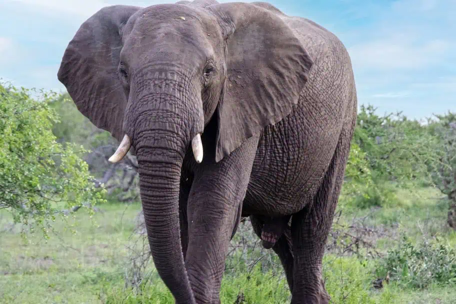 Top Wildlife Destinations - Sabi Sands Game Reserve