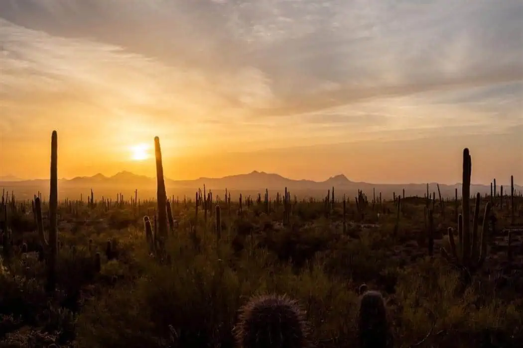 Saguaro National Park Sunset