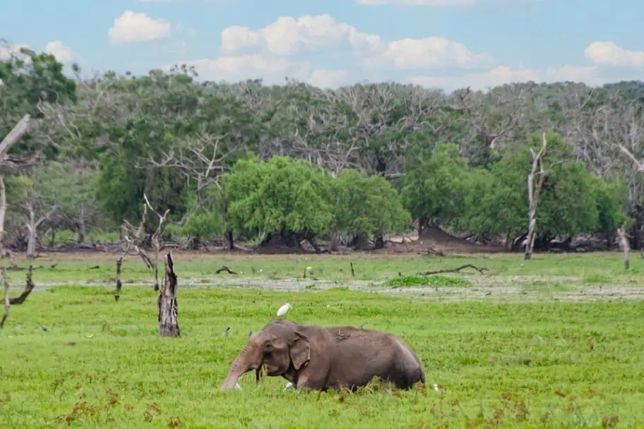 Top Wildlife Destinations - Yala National Park