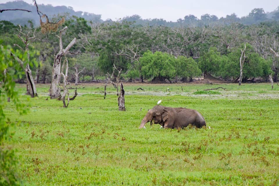 Top Wildlife Destinations - Yala National Park