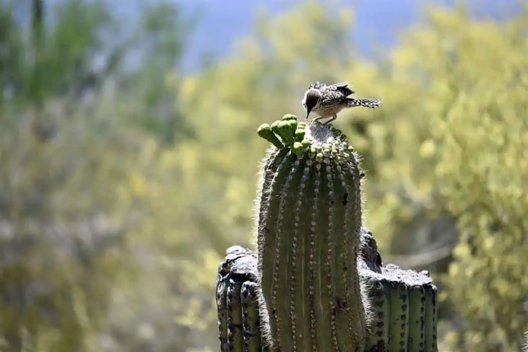Saguaro Wildlife