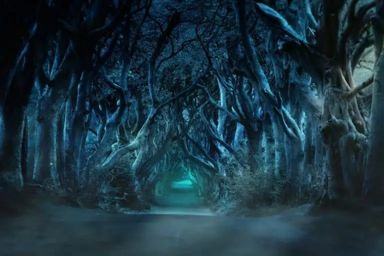 The Ultimate Dark Hedges in Northern Ireland Visitors Guide