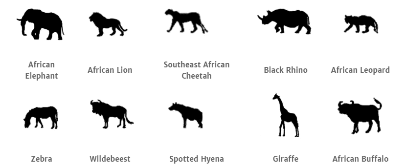 Etosha National Park animals