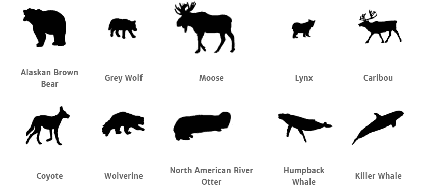 Katmai National Park animals