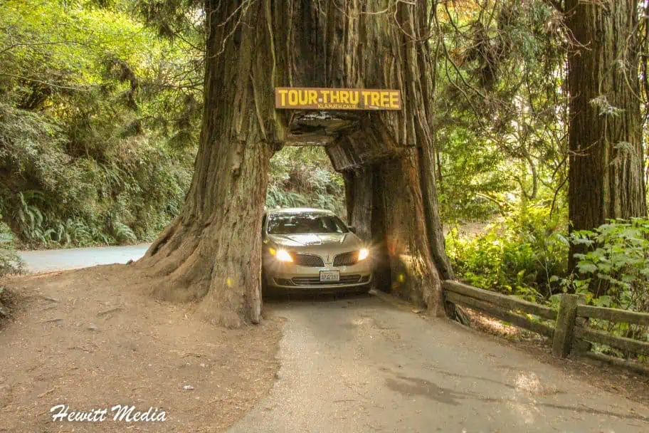Things to See in the United States Redwood National and State Parks