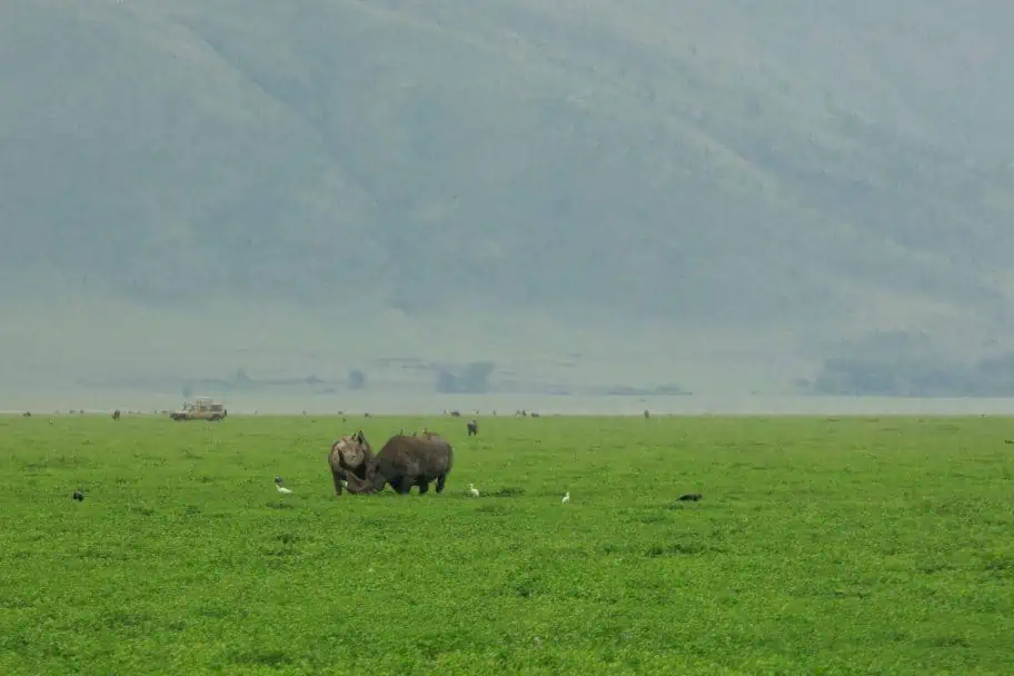 Rhinos Chasing Hyenas in Ngorongoro
