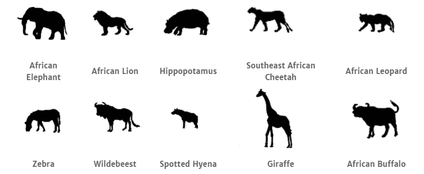 Serengeti National Park animals