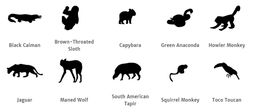 The Amazon Basin animals