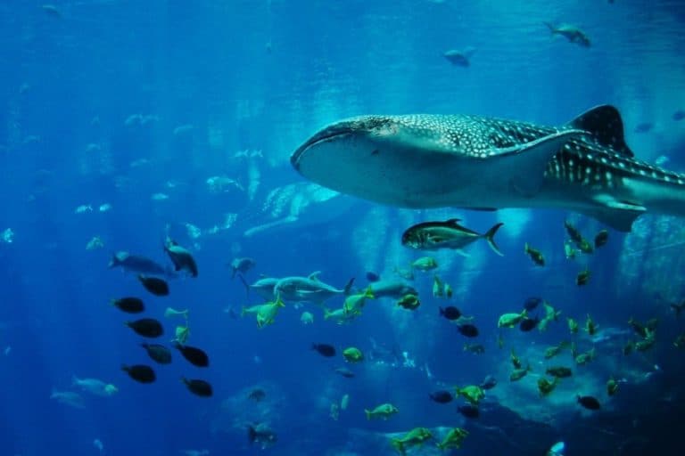 Galápagos Islands Scuba Diving and Snorkeling Guide