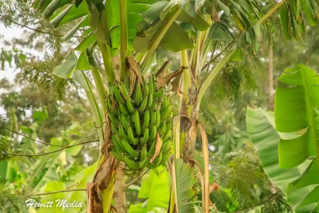 Kahawa Coffee Tour in Tanzania