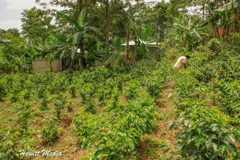 How to Take an Incredible Kahawa Coffee Tour in Tanzania