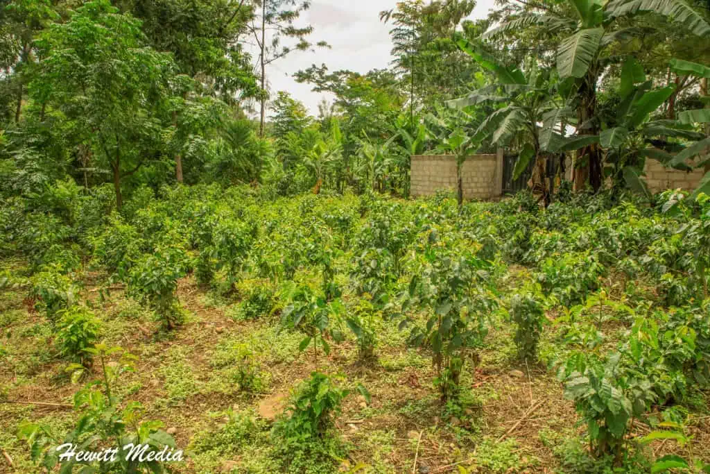 Kahawa Coffee Tour in Tanzania