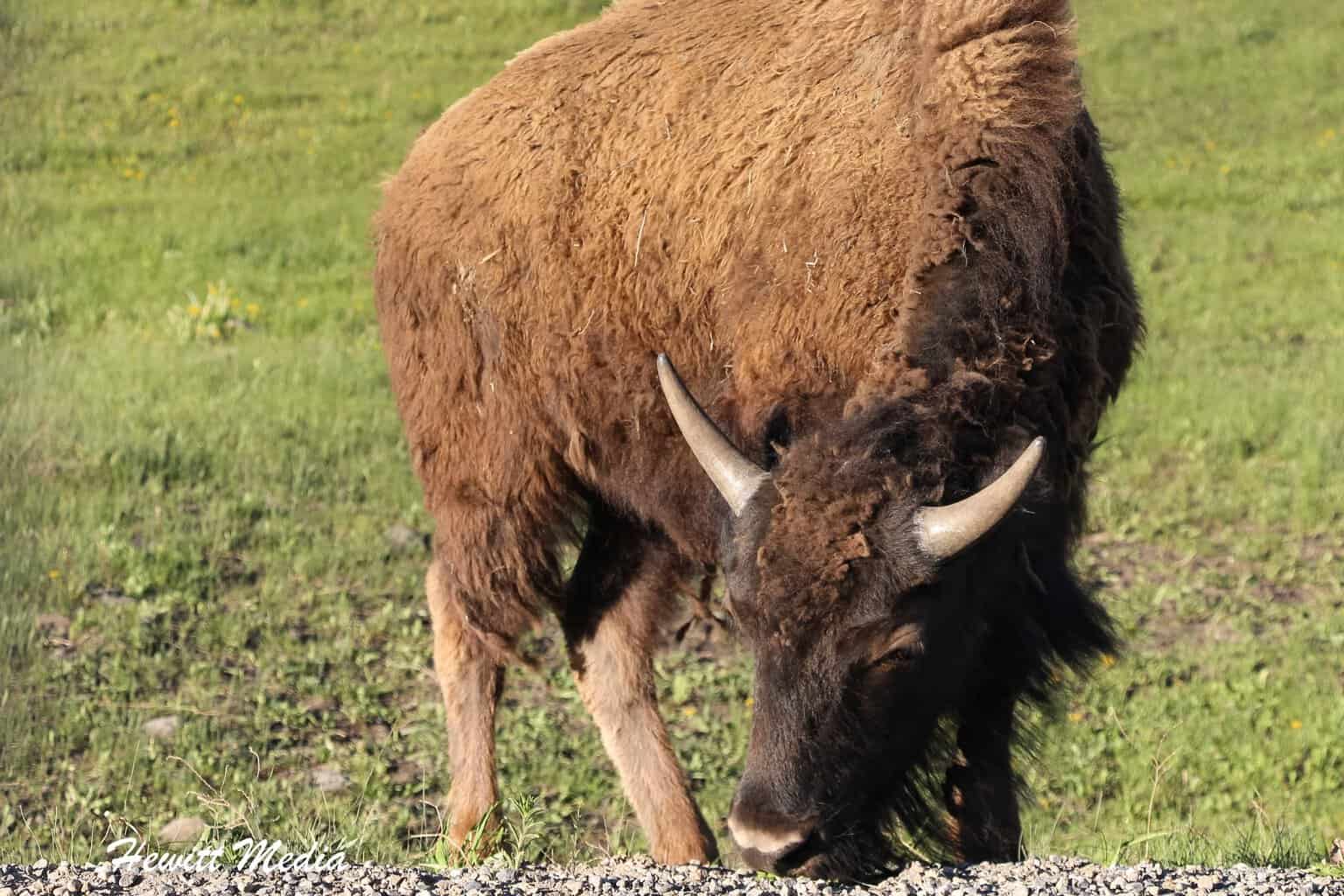 Yellowstone National Park Bison