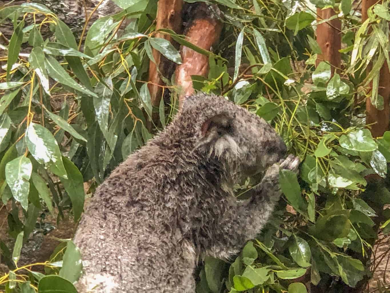 Koala in Sydney, Australia
