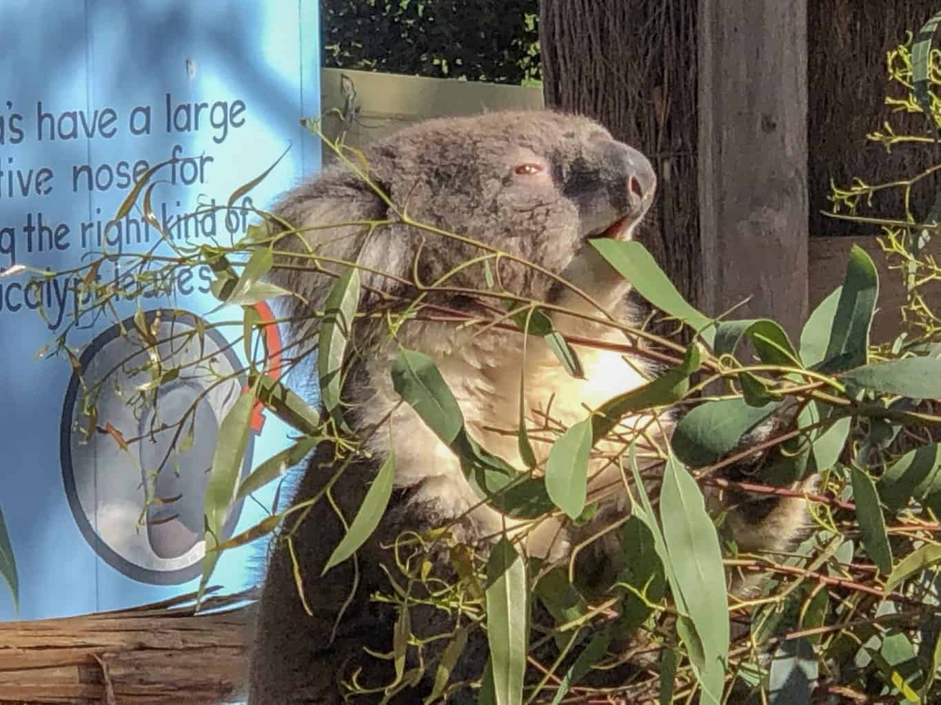 Koala at Maru Koala Park