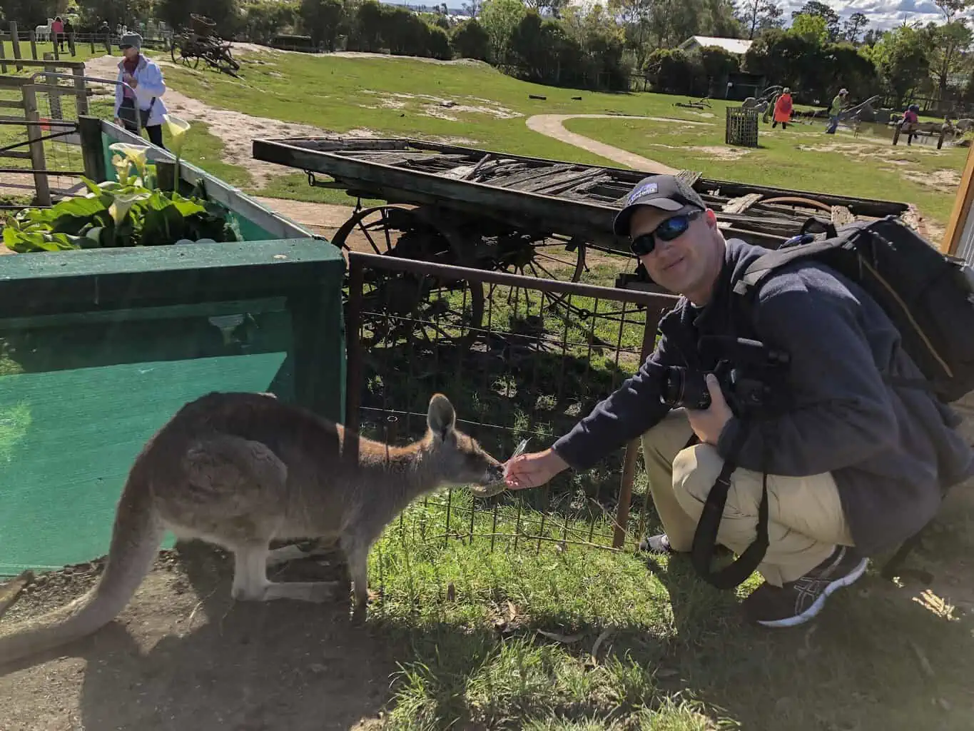 Feeding the kangaroos at the Maru Koala Park Feeding the kangaroos at the Maru Koala Park