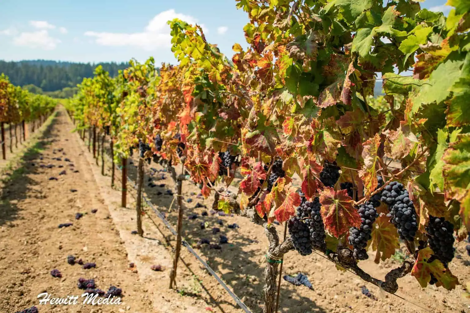 Top Things to See in the United States - Napa Valley