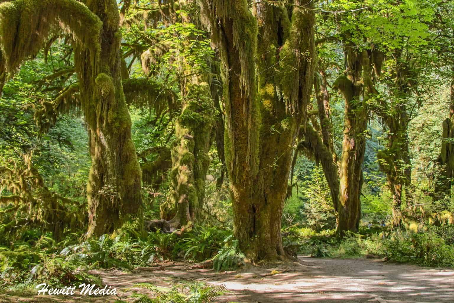 Things to See in the United States Olympic National Park