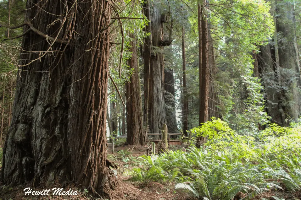 Things to See in the United States Redwood National Park