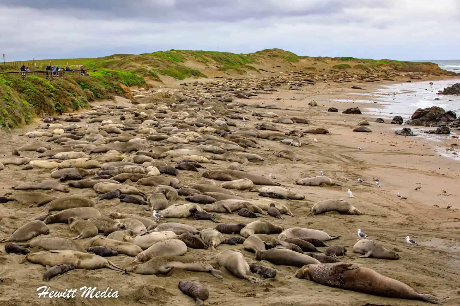 Elephant Seal Vista Point-1180
