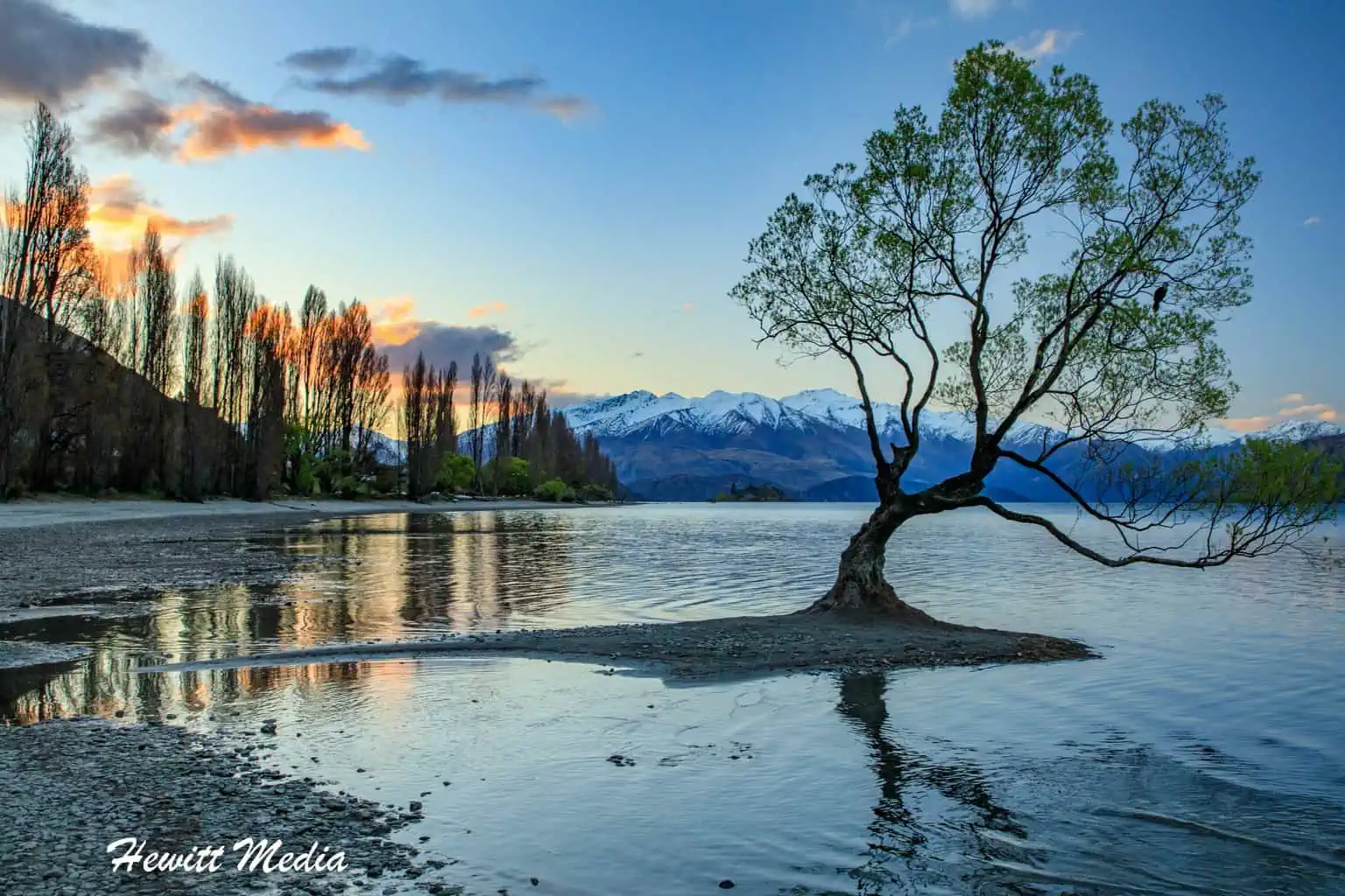 New Zealand Photography Guide - Wanaka Tree