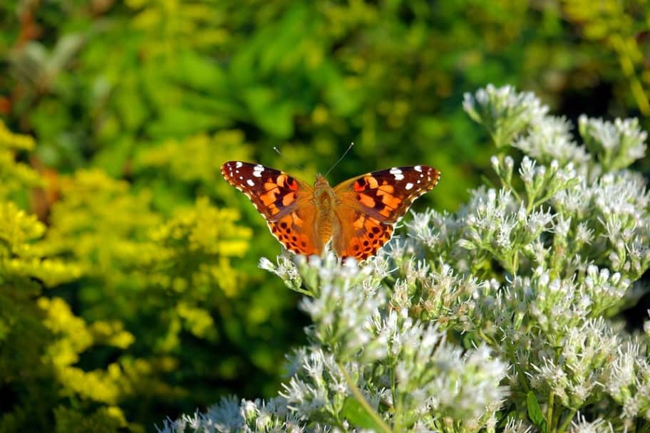 Mackinac Island Visitor Guide - Butterfly House