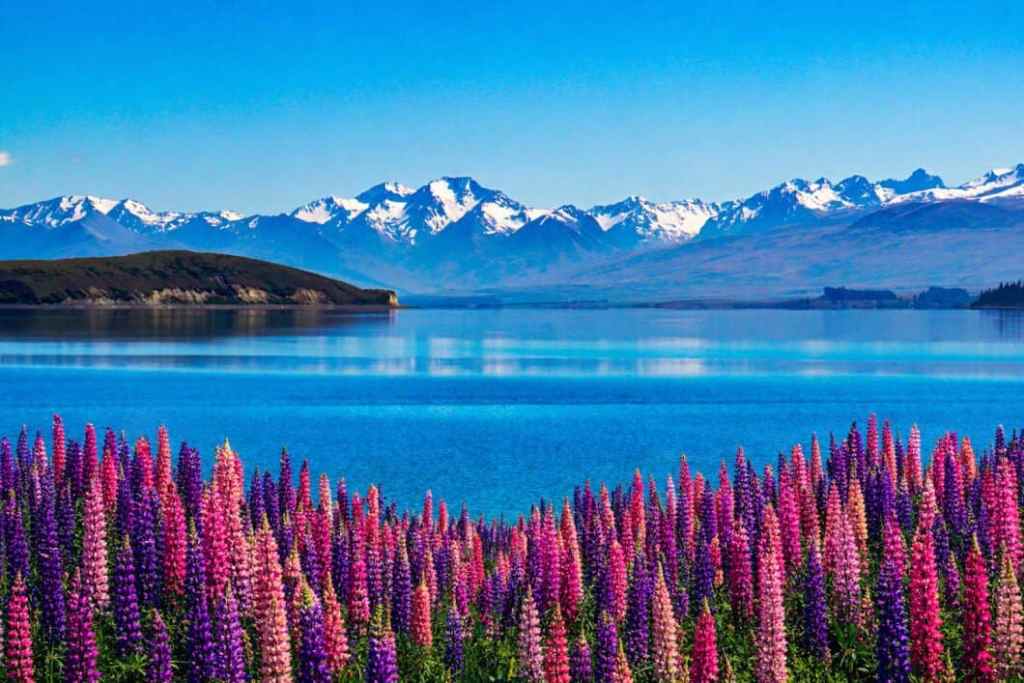 Lake Tekapo Lupins Lake Tekapo Lupins