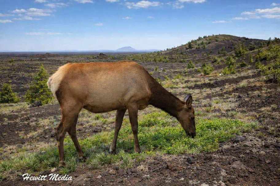 Elk Craters of the Moon National Monument