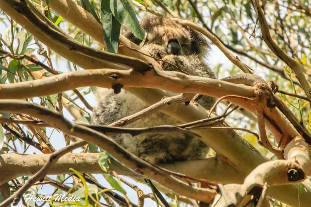 Australia travel itinerary - Wild Koala