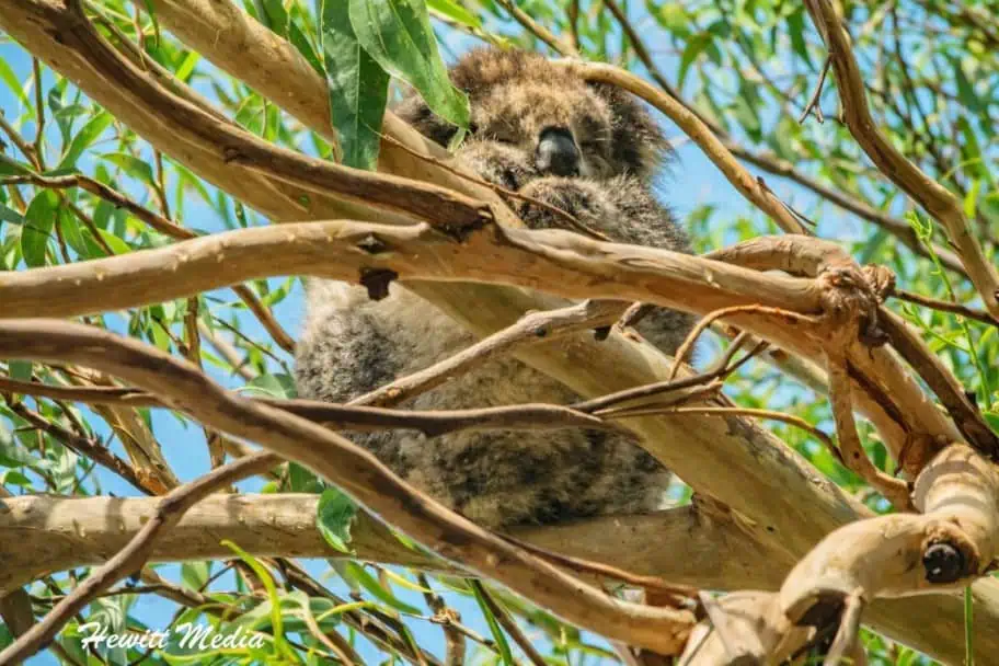 Kennett River Koala