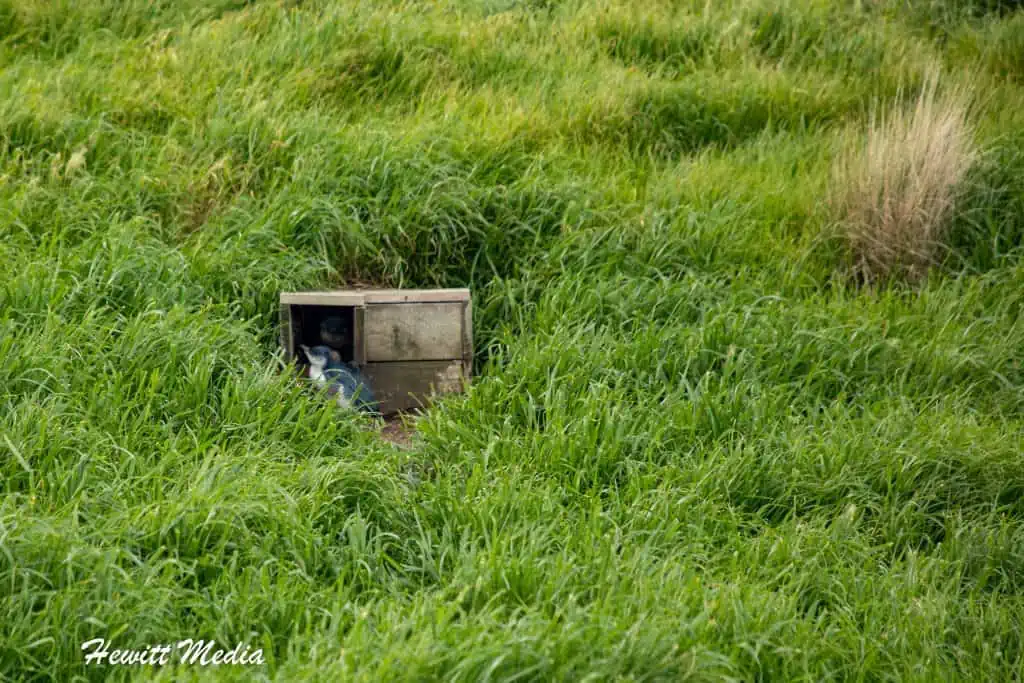 Phillip Island Penguin Parade