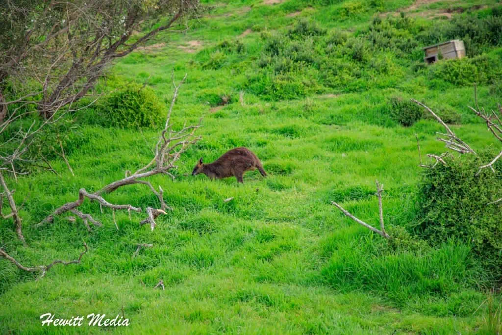 Phillip Island Penguin Parade