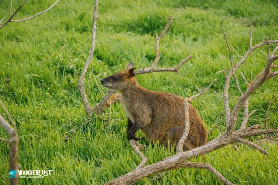 Phillip Island, Australia