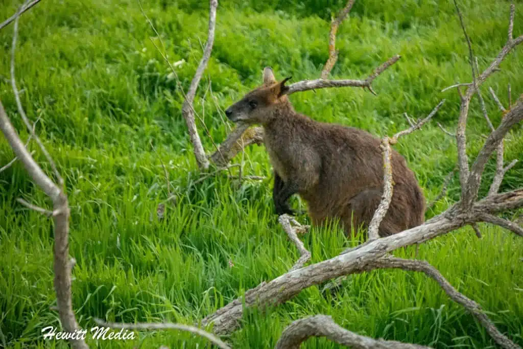 Phillip Island Penguin Parade