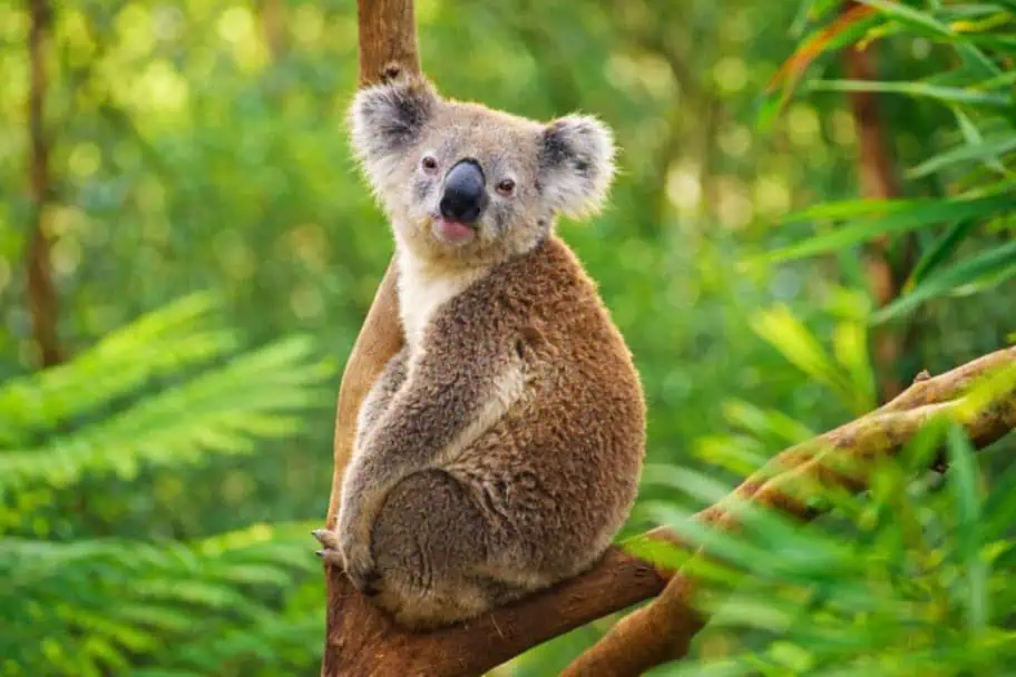 Phillip Island Koala