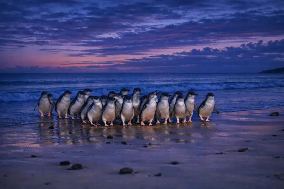 Guide to Seeing the Phillip Island Penguin Parade