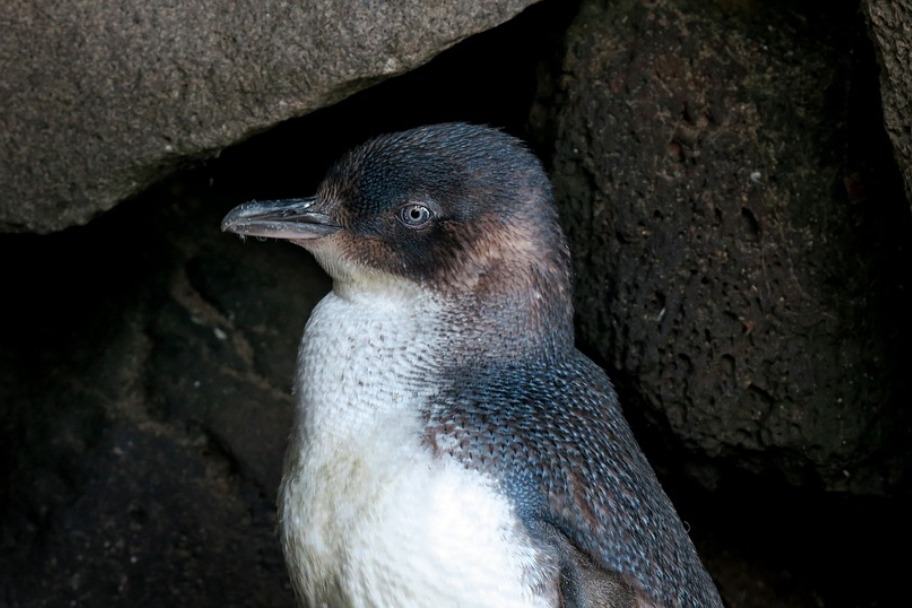 Guide to Seeing the Phillip Island Penguin Parade