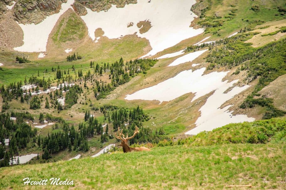 Rocky Mountain National Park Elk