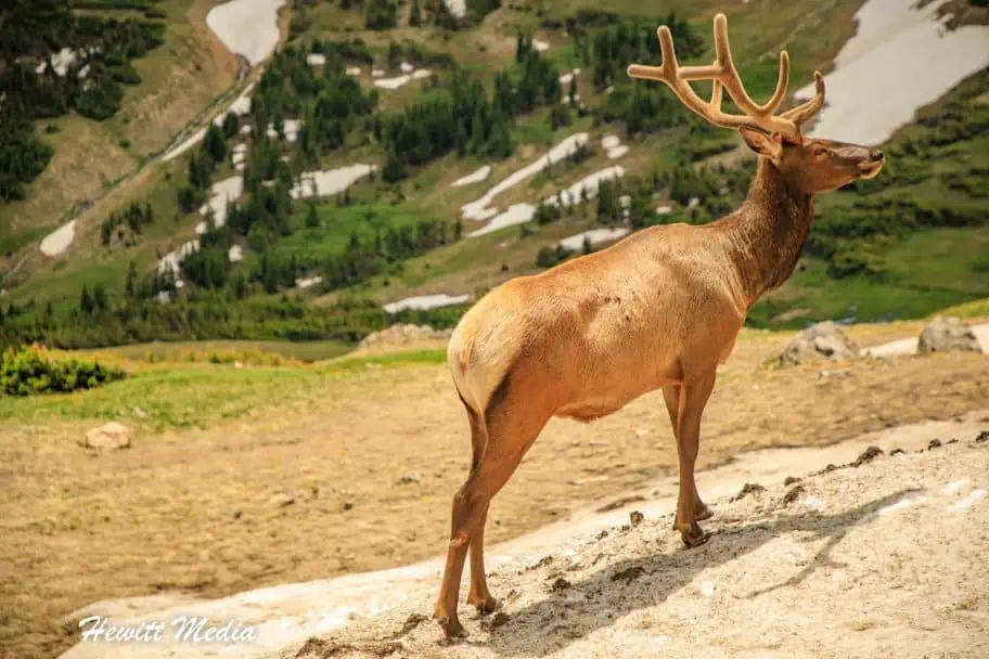 Roosevelt Elk in Rocky Mountain National Park