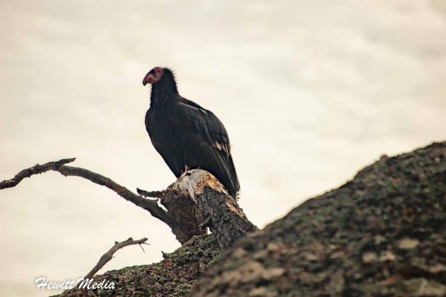 Pinnacles National Park Guide