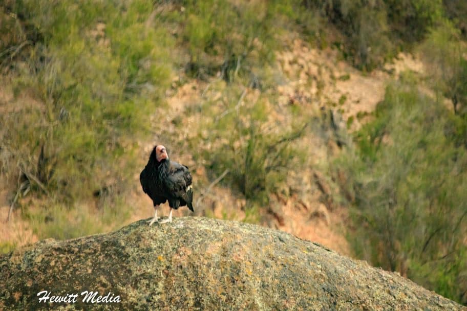 Pinnacles National Park Guide