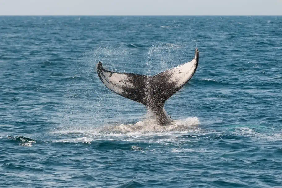 Pinnacles National Park Guide - Other Things to See in the Area