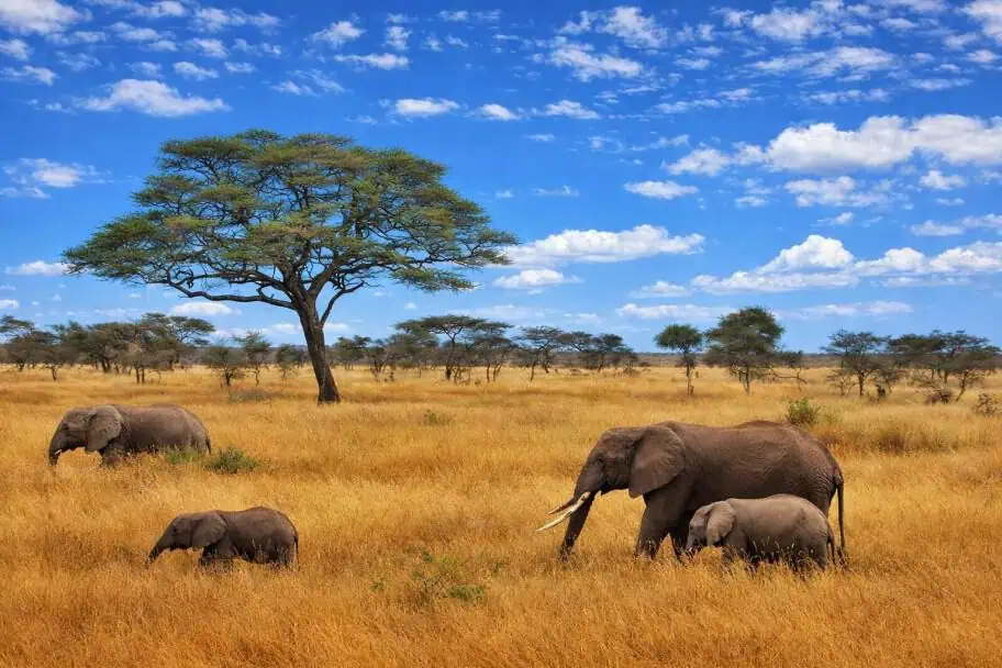 Top Tanzania Safari Locations - Ruaha National Park