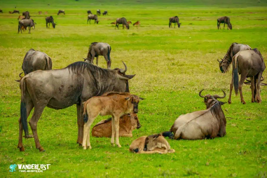 Ngorongoro Crater Safari
