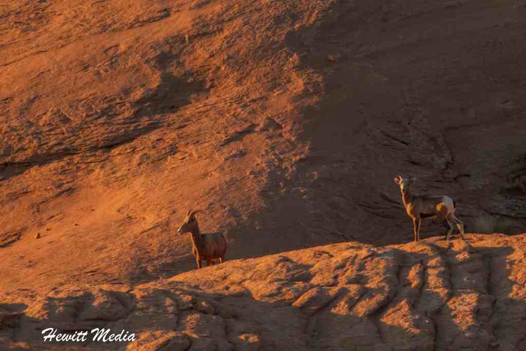 Reflection Canyon Trail Guide